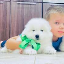 Красивые собачки самоедики, в Подольске