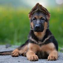 Немецкая овчарка Якутск, в Якутске