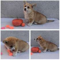 Вельш Корги щеночки, в Новосибирске