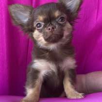 Чихуа-хуа щенки продам, в Москве