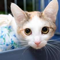 Найдена кошка с самым пронзительным взглядом, в Москве