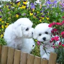 Бишон фризе Иваново, в Иванове