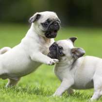 Мопс Сыктывкар, в Сыктывкаре