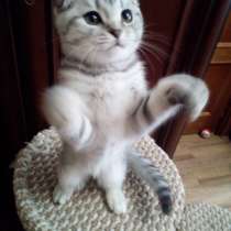 Шотландские вислоухие котята, в Москве