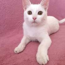 Кошечка-подросток Снежинка, ласковая девочка в дар, в Москве