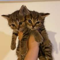 Британские котята, в Жуковском