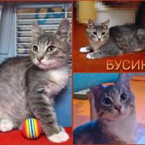 Котёнок БУСИК даром, в Москве