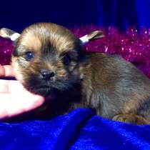 Щеночков йоркширского терьера (йорка) продам, в Переславле-Залесском