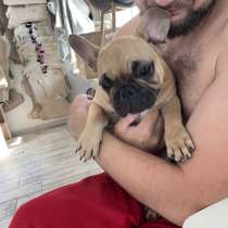 Щенки французского бульдога чистокровные щенки, 2.5мес, в Ростове-на-Дону