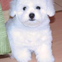 Бишон фризе Киров, в Кирове