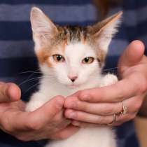 Котенок Конфетка - прелестная, трогательная девочка в дар, в Москве