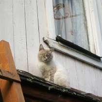 Породистый кот в добрые руки, в Нижнем Новгороде