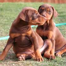 Доберман Анадырь, в Анадыре