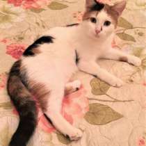 Трёхцветная пушистая мурлыка ищет любимых хозяев, в Москве