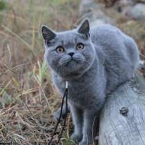 Британские котята, окрас голубой, черный, в Самаре