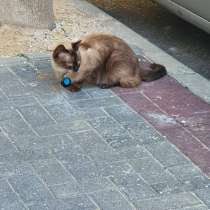 Потерявшийся кот, в г.Ришон-ле-Цион