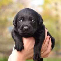 Лабрадор Сахалин, в Южно-Сахалинске