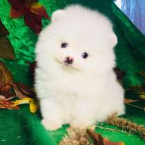 Щеночки Шпица. очаровательные. разные окрасики, в Шуе