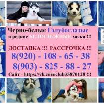 В продаже улётные щенки хаски, в Уфе