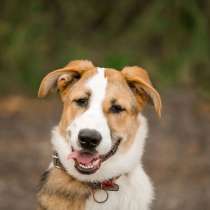 Улыбчивая, веселая щенок Торри ищет дом, в Москве