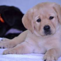 Лабрадор Майкоп, в Майкопе