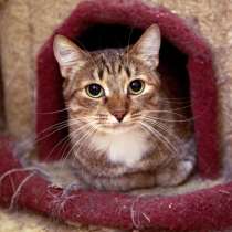 Красавица Бразилия, в Москве