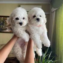 Щенки БИШОН ФРИЗЕ РАСПРОДАЖА, в Самаре