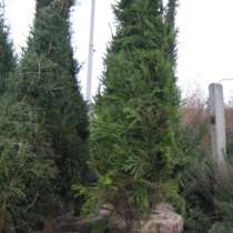 Крупномерные деревья, в Екатеринбурге