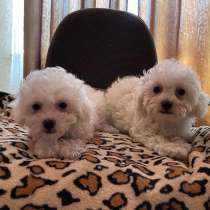 Бишон Фризе Щенки, в Нижнем Новгороде