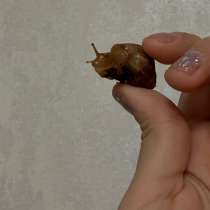 Улитки Ахатины ищут семей❤️, в Москве