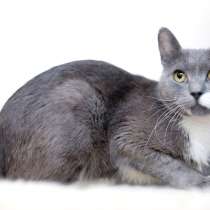 Русский голубой ласковый кот Амур в дар, в Москве