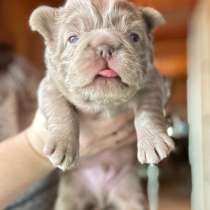 Французкий бульдог флаффи, в Москве