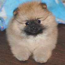 Шпиц Череповец, в Череповце