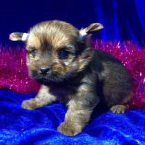 Йоркширского терьера (йорка) щеночков продам, в Нижнем Новгороде