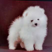 Шпиц Смоленск, в Смоленске