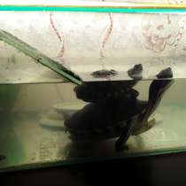 2 черепашки с аквариумом 50литров, в Ачинске