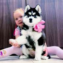 Шикарные пушистые малыши хаски, в Раменское