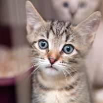 Ласковый Жан-Поль ищет друга, в Москве