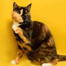 Трехцветная кошка химера необычного окраса Джульетта в дар, в Москве