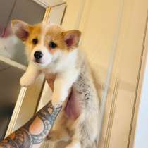 Щенки Вельш-Корги Пембок, в Егорьевске