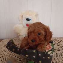 Щенки той-пуделя, в Воронеже