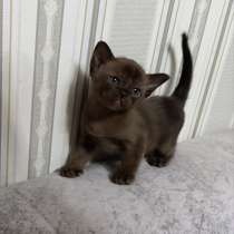 Бурманские котята, в Оренбурге