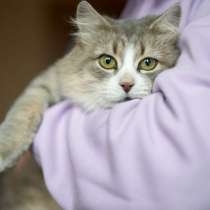 Шикарная кошка ищет дом, в Москве