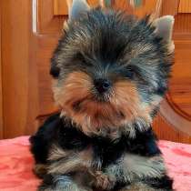 Yorkshire Terrier. Boy, в г.Бранденбург