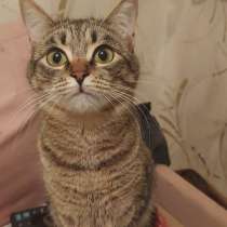 Отдам в добрые ручки сестричек-близняшек, в Симферополе