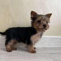 Йоркширский терьер мини, в Геленджике