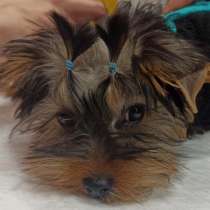 Йорк. Окрас стальной с подпалом. 4 месяца, в Твери