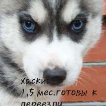 Щеночки хаски готовы к переезду.клеймо прививки.ветпапсорт.р, в Москве