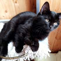 Черный котенок фенотип британец самый умный, в Красногорске