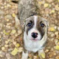 Малышка Одри ищет дом! Ласковая и веселая крошка, в Москве